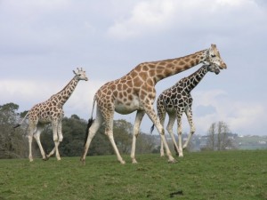 girafe
