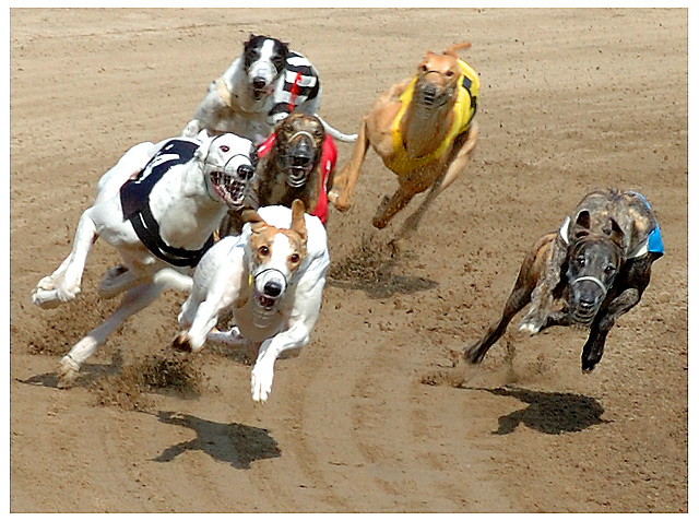 www.williamhill.com.au